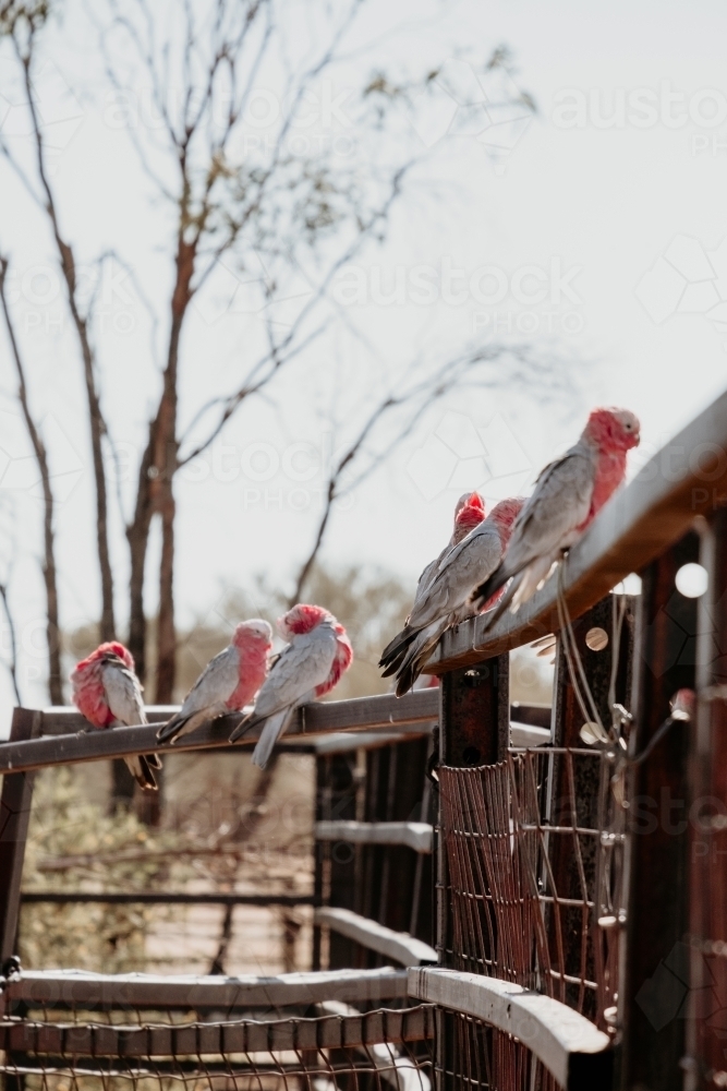 Galah birds resting on the wooden bridge. - Australian Stock Image