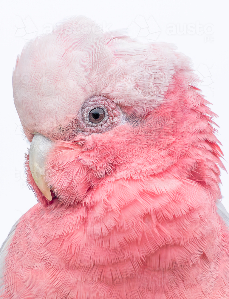 Galah Cockatoo - Australian Stock Image
