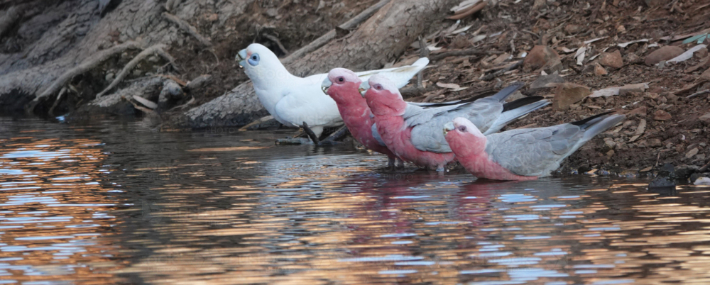 Galah drinking at waterhole in outback - Australian Stock Image