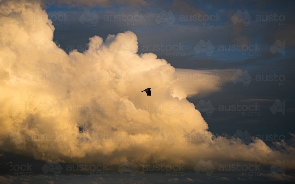 Galah silhouette on storm cloud - Australian Stock Image