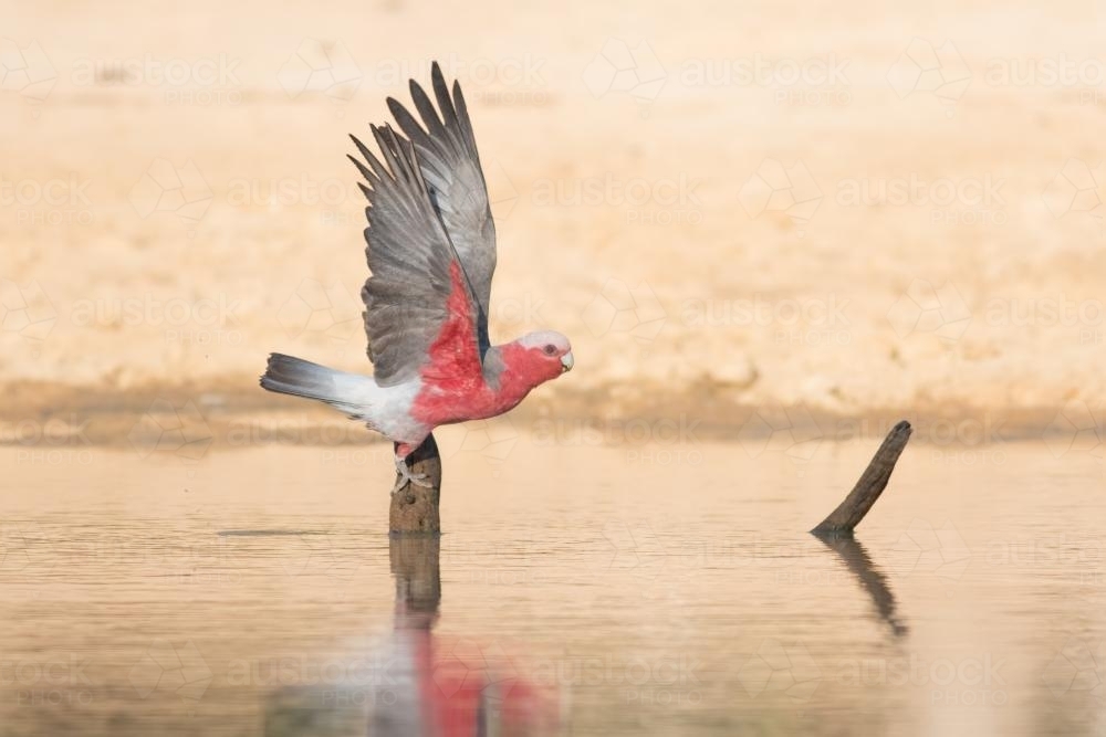 Galah Taking Off After Drink - Australian Stock Image
