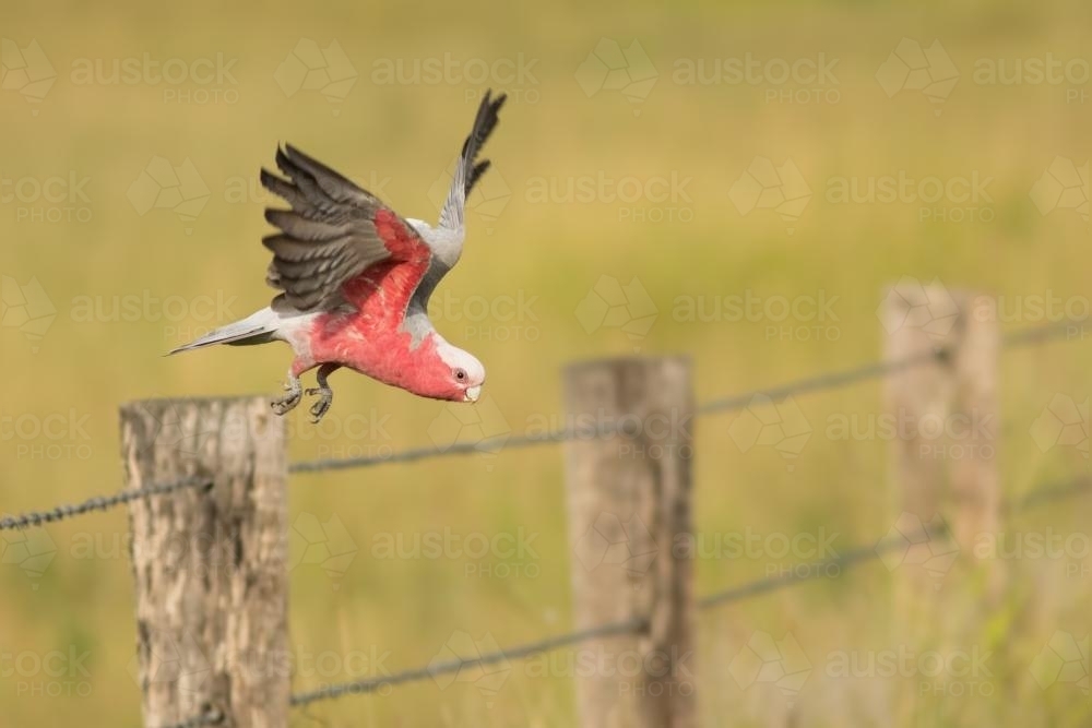 Galah Taking Off from Fence Post - Australian Stock Image