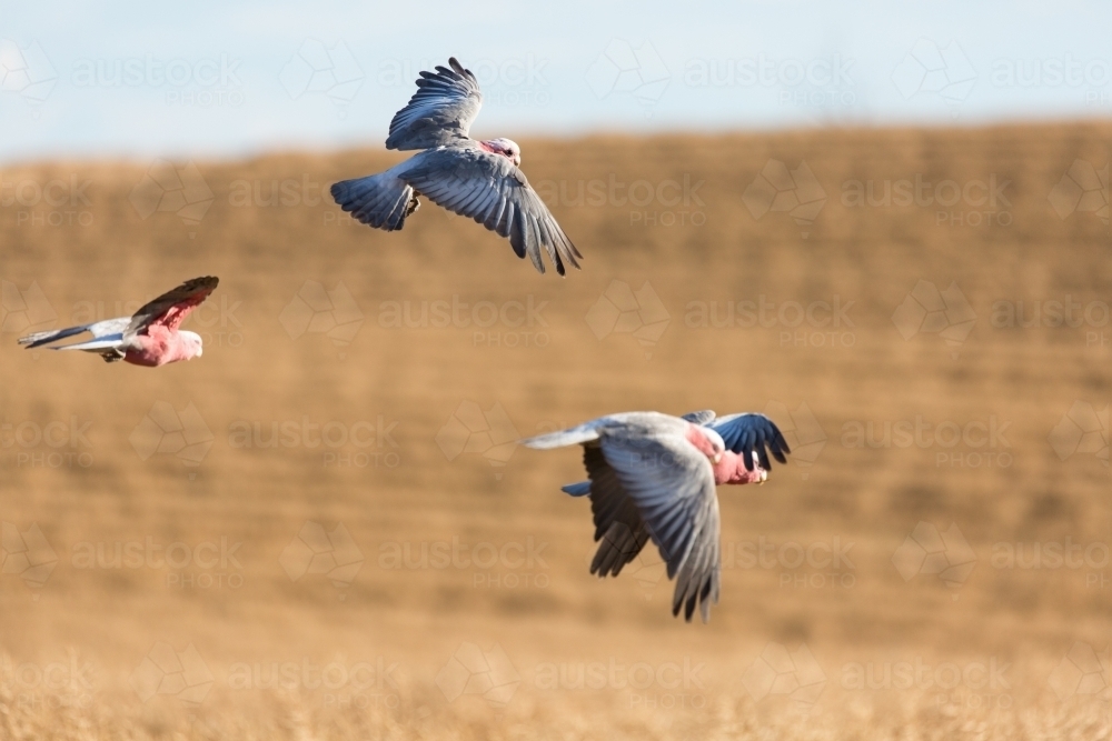 Image of Galahs and a paddock of windrowed canola - Austockphoto