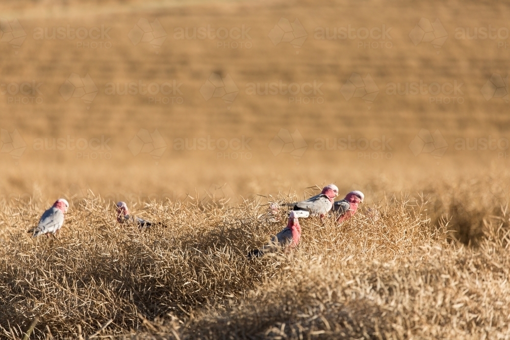 Galahs and a paddock of windrowed canola - Australian Stock Image