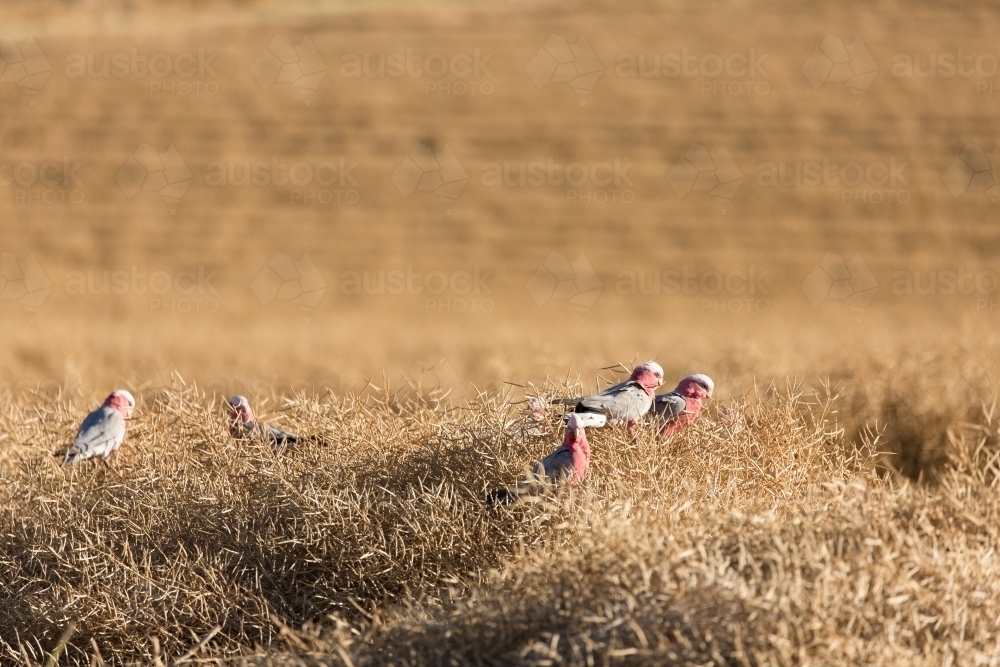 Wind Rowed Canola Image of Galahs and a paddock of windrowed canola - Austockphoto