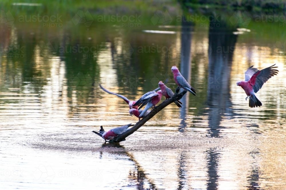 Galahs drinking, perching and flying to a branch in a river with ripples sunset coloured reflections - Australian Stock Image