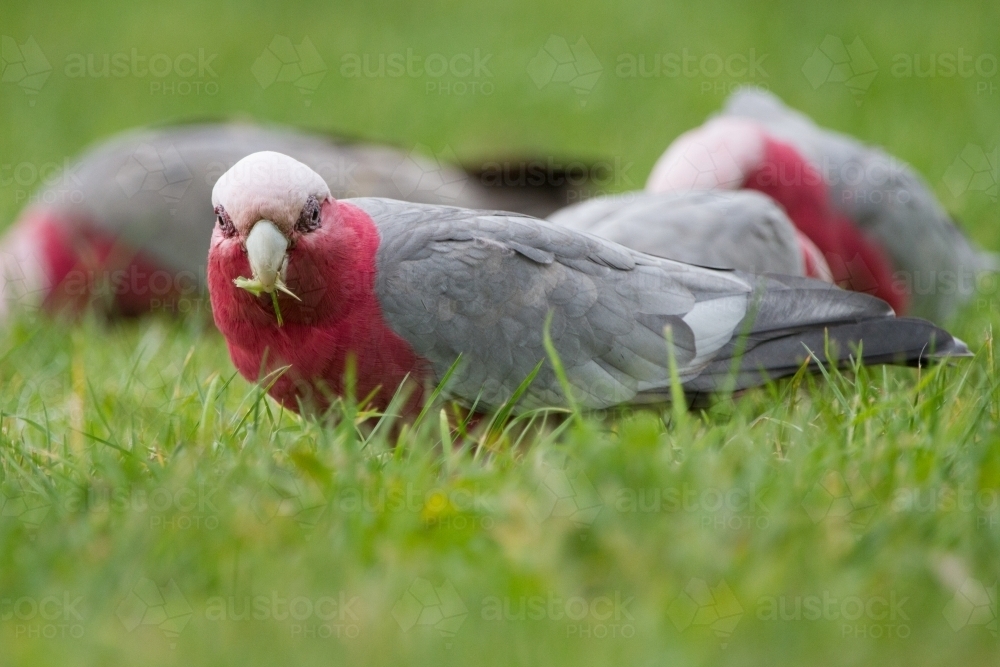 Galahs Feeding on the Ground - Australian Stock Image