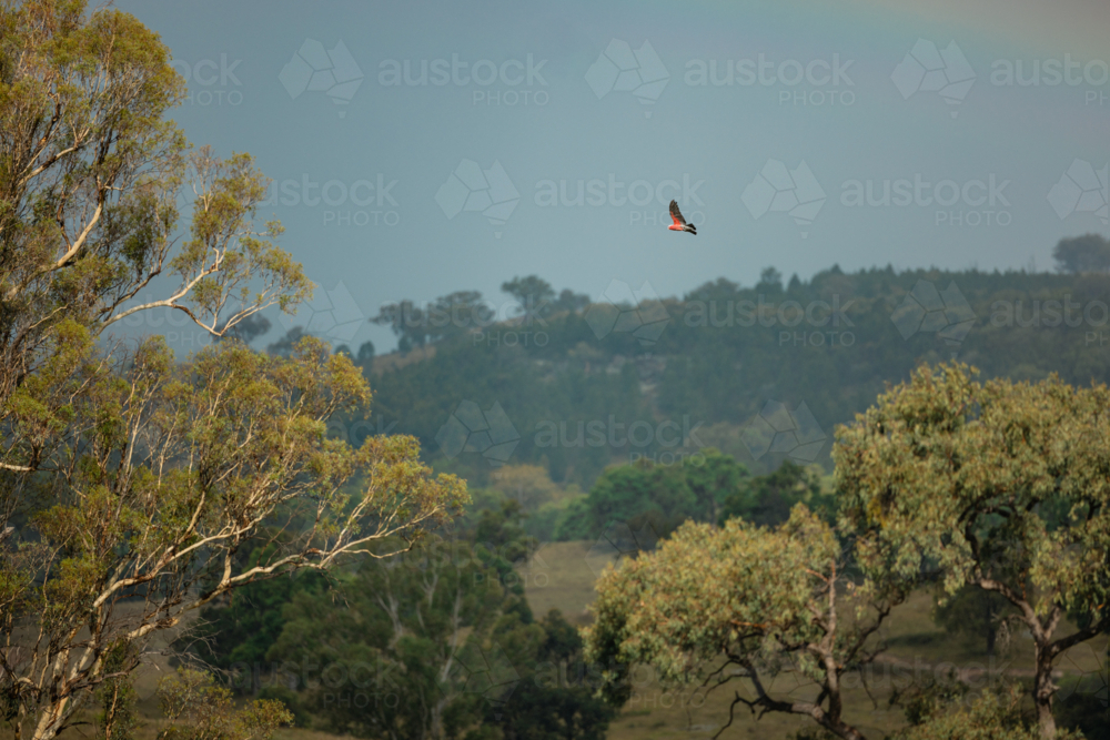 Galah flying across rural landscape with dark blue sky - Australian Stock Image