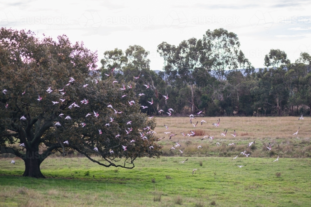 Galahs flying from tree in rural paddock - Australian Stock Image