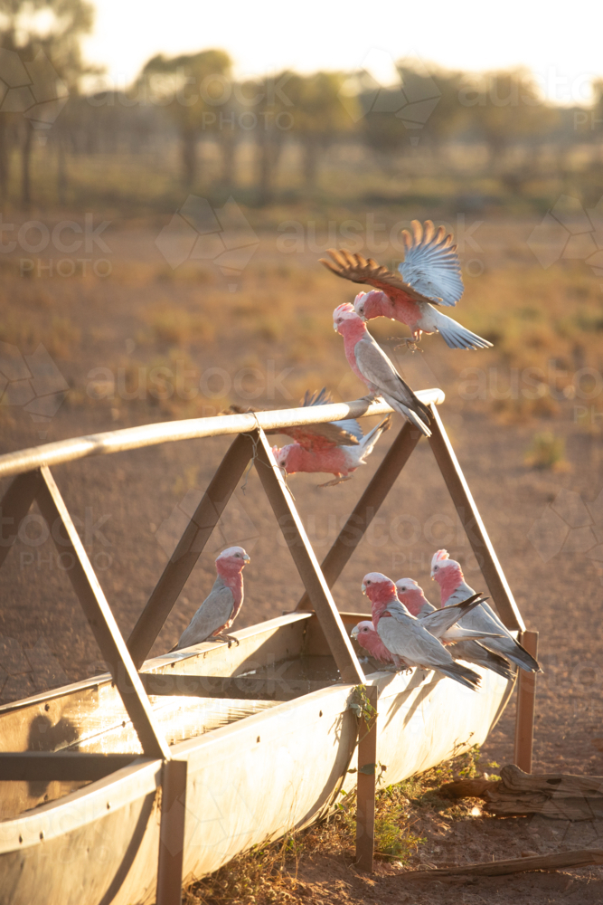 Galahs flying in to a trough to drink - Australian Stock Image