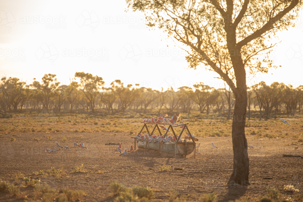 Galahs flying in to a trough to drink in the evening - Australian Stock Image