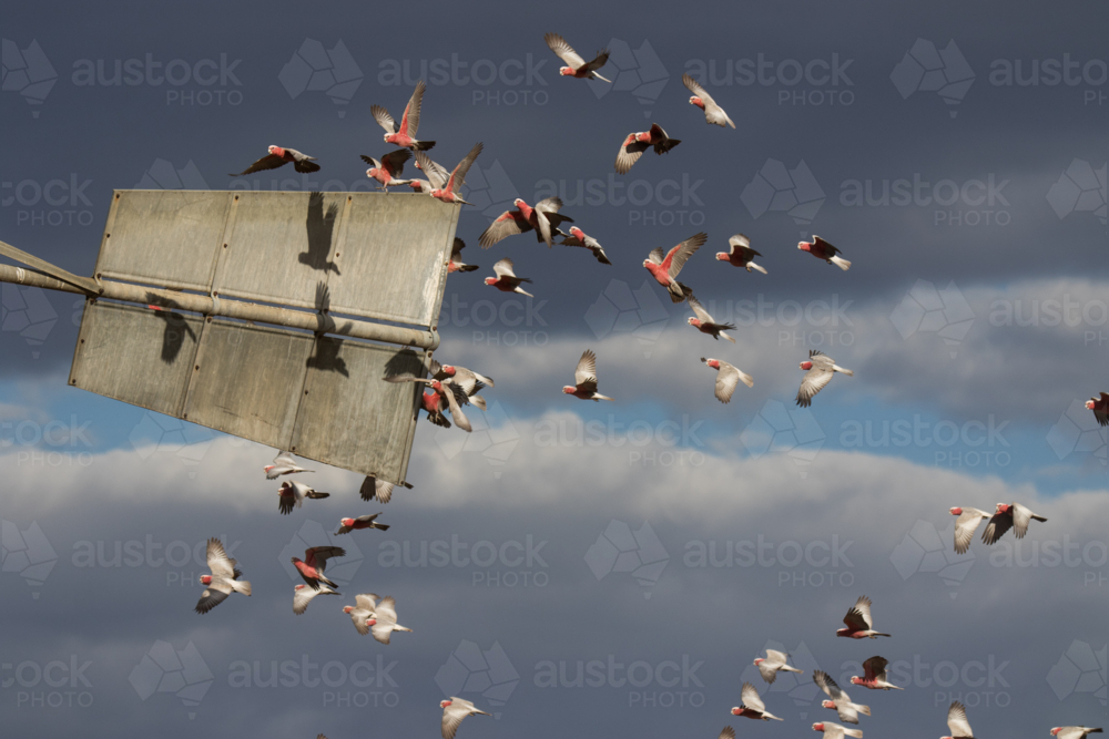 Galahs flying past a windmill tail - Australian Stock Image