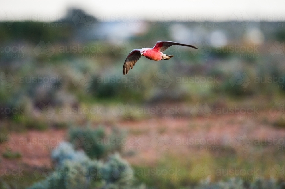 Galahs in flight - Australian Stock Image