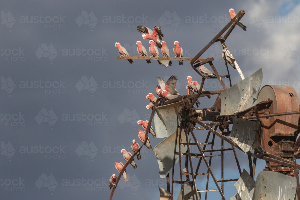 Galahs on a damaged windmill head - Australian Stock Image