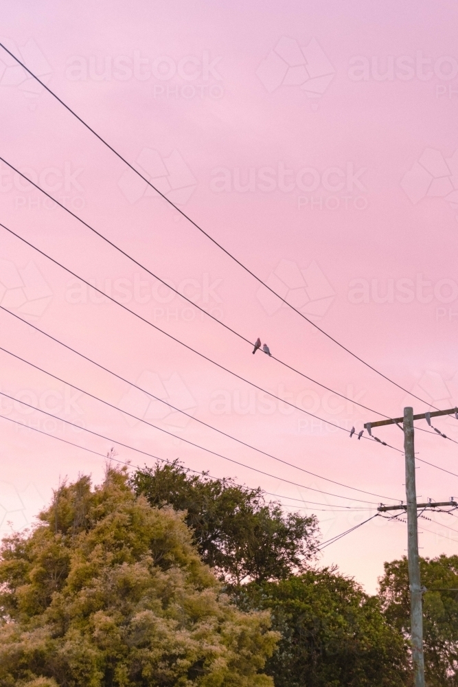 galahs on powerlines summer dawn - Australian Stock Image