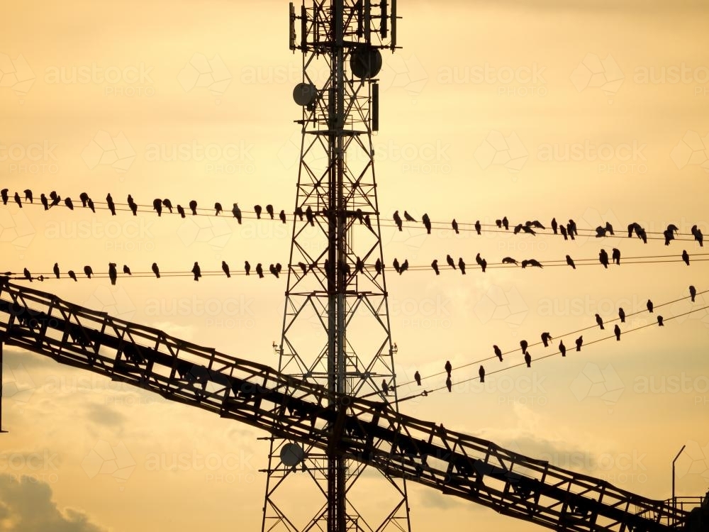 Galahs silhouetted on wires with a mobile phone tower - Australian Stock Image