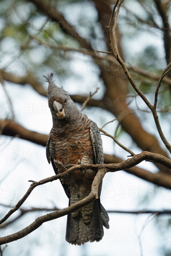 Gang Gang Cockatoo - Australian Stock Image