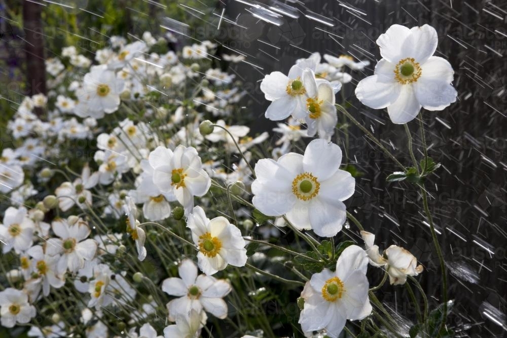 Garden bed of japanese anemone being wet by a sprinkler - Australian Stock Image