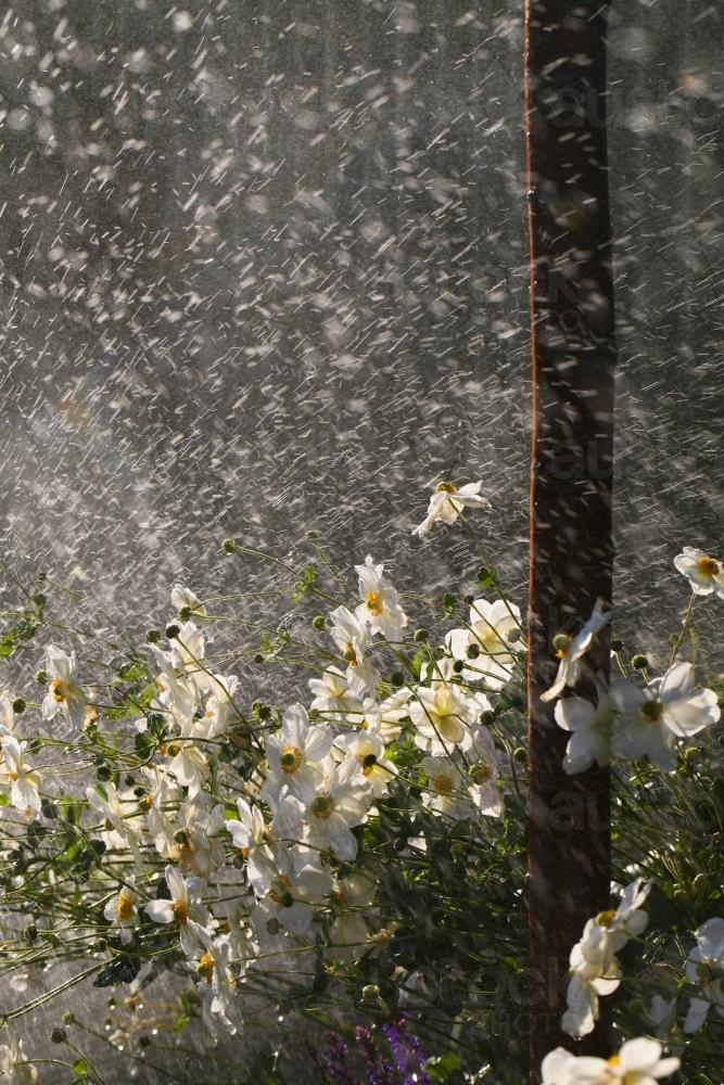 Garden bed of japanese anemone flowers being wet by a sprinkler - Australian Stock Image