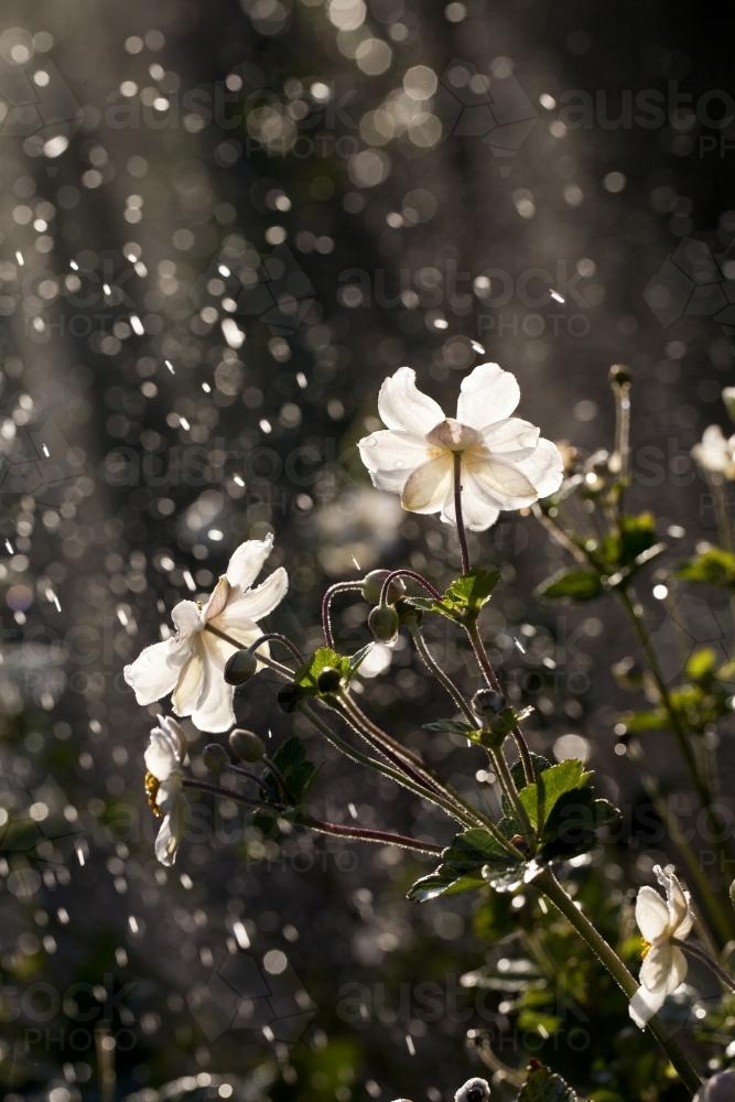 Garden bed of japanese anemone flowers being wet by a sprinkler - Australian Stock Image