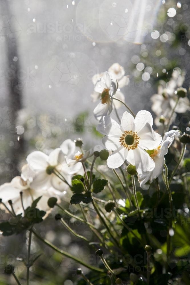 Garden bed of japanese anemone flowers being wet by a sprinkler - Australian Stock Image