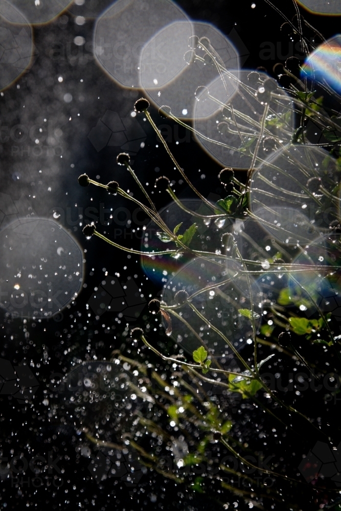 Garden bed of japanese anemone seed heads being wet by a sprinkler with bokeh - Australian Stock Image