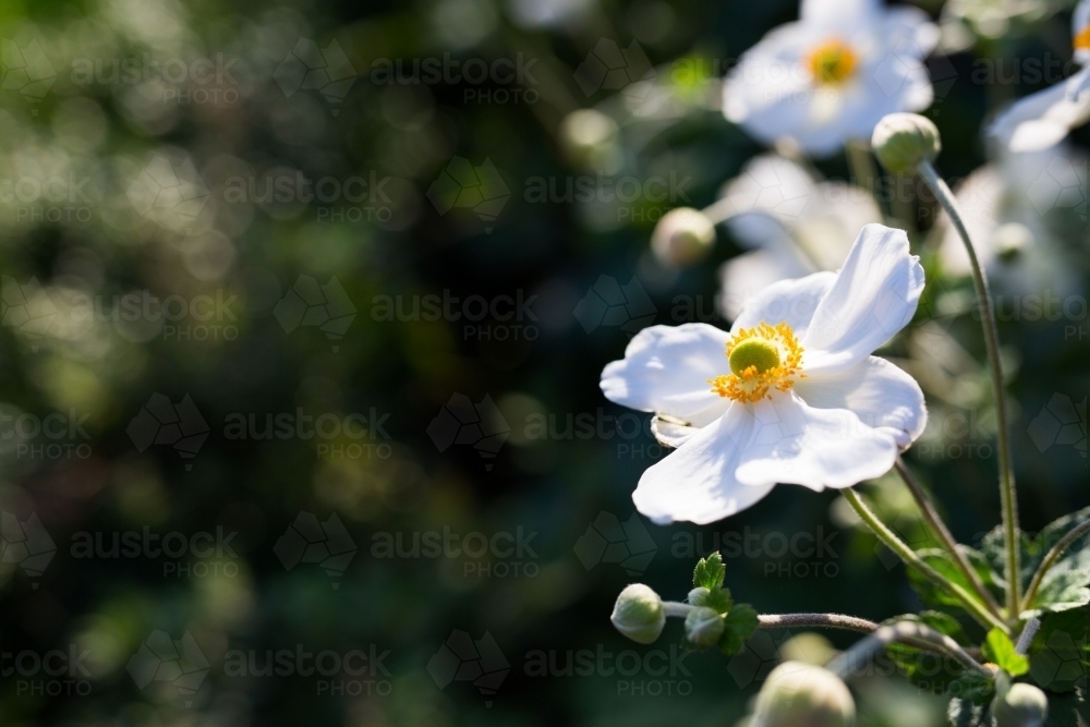 Garden bed of Japanese Anemone (windflowers) with sunlight - Australian Stock Image