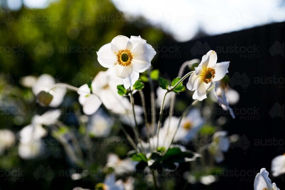 Garden bed of Japanese Anemone (windflowers) with sunlight - Australian Stock Image