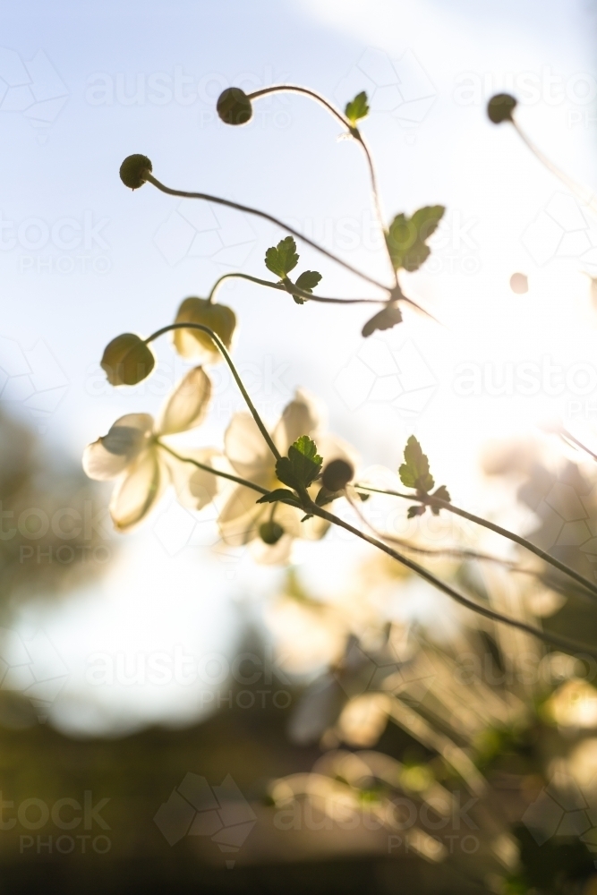 Garden bed of Japanese Anemone (windflowers) with sunlight - Australian Stock Image