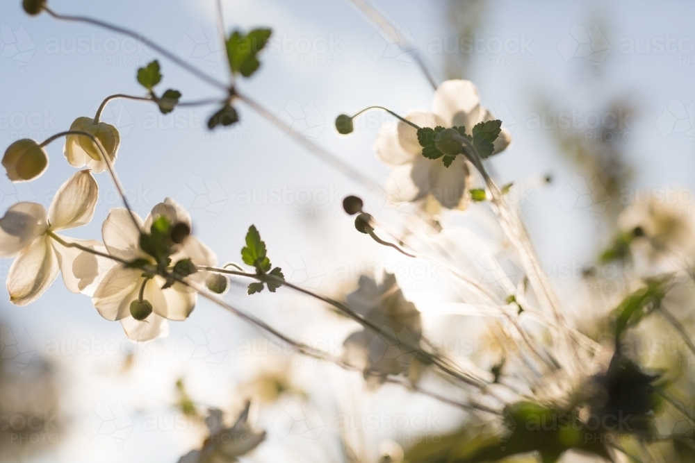 Garden bed of Japanese Anemone (windflowers) with sunlight - Australian Stock Image