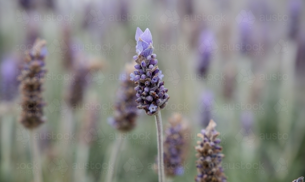 Garden bed of lavender - Australian Stock Image