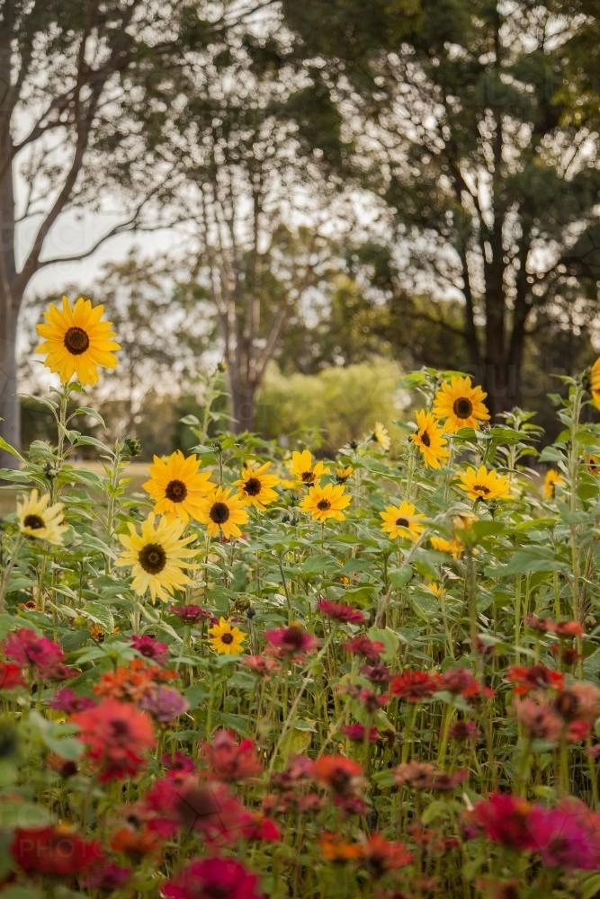 Garden bed of short sunflowers in the afternoon - Australian Stock Image