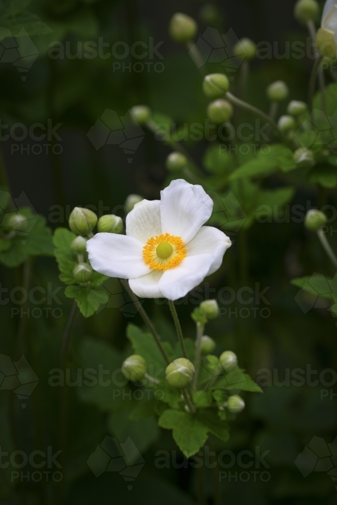 Garden bed of white japanese anemone flowers and buds - Australian Stock Image