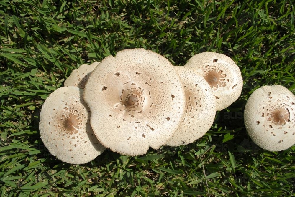 Garden fungi (Chlorophyllum molybdites) - Australian Stock Image