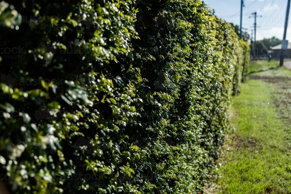 Garden hedge on a home fence line - Australian Stock Image