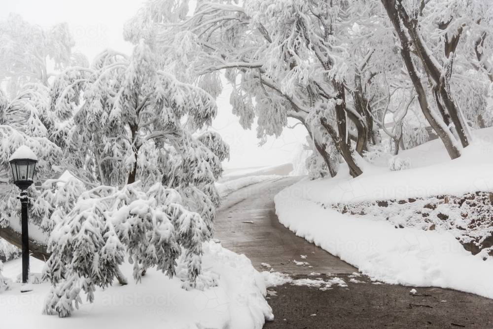 garden in the snow - Australian Stock Image