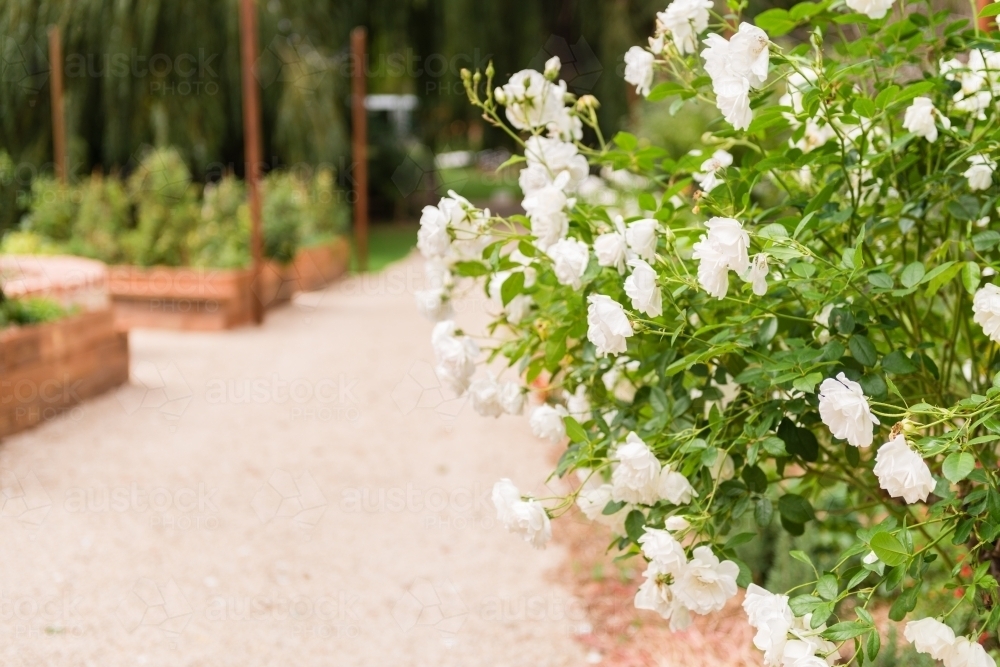 garden path with white  roses in the foreground - Australian Stock Image