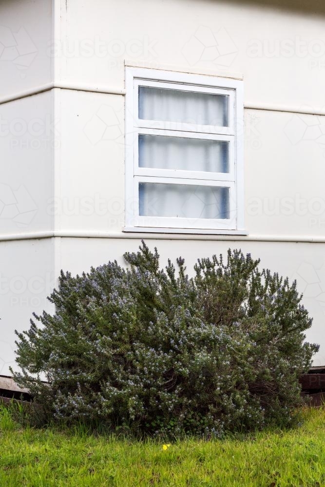 Garden shrub in front of fibro house with window - Australian Stock Image