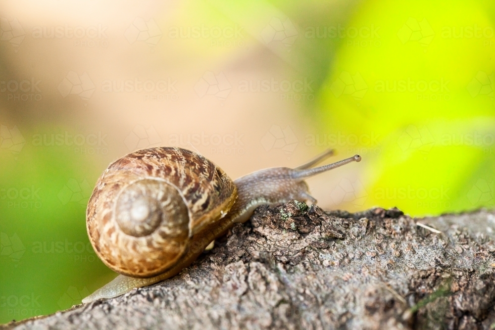 Garden snail on a tree branch - Australian Stock Image