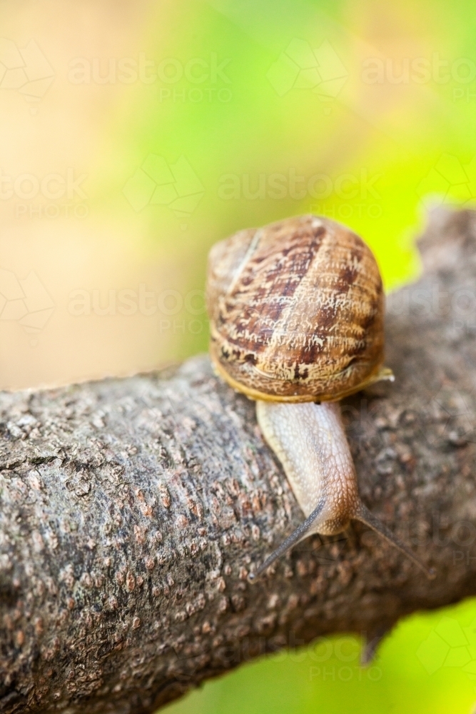 Garden snail on a tree branch - Australian Stock Image
