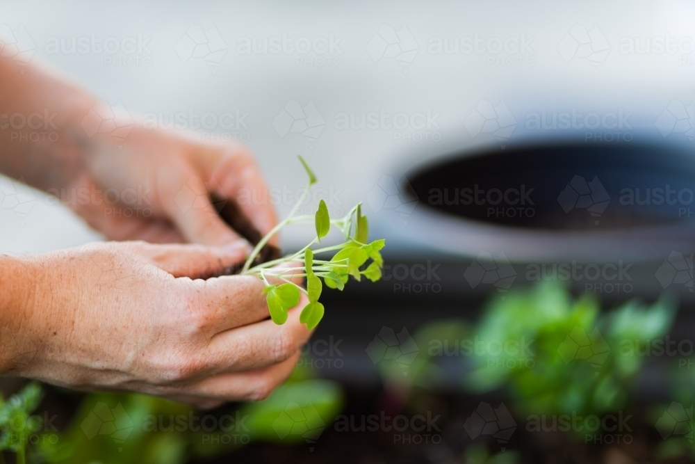 Gardener replanting seedlings into outdoor veggie garden box in backyard - Australian Stock Image
