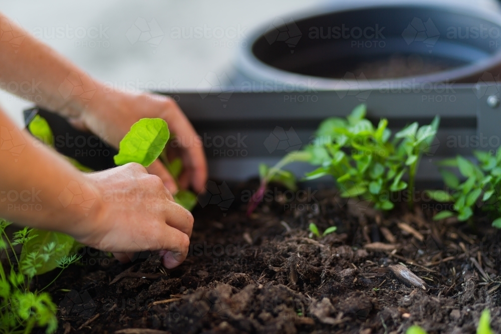 Gardener replanting seedlings into outdoor veggie garden box in backyard - Australian Stock Image