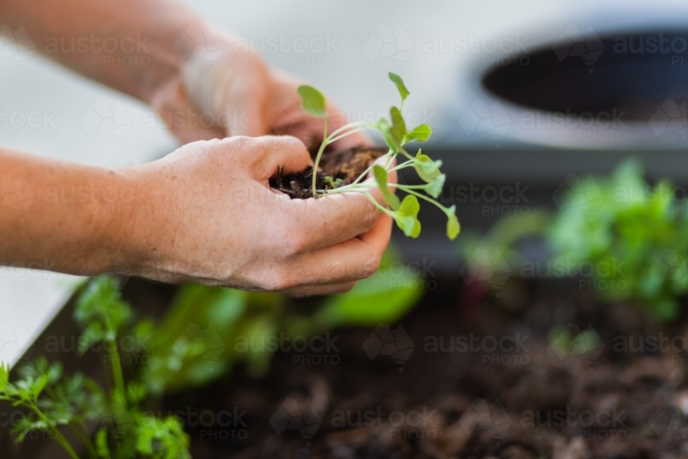 Gardener replanting seedlings into outdoor veggie garden box in backyard - Australian Stock Image