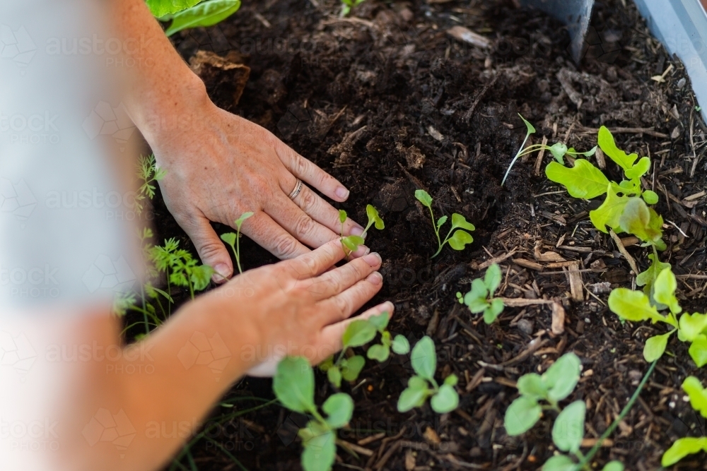 Gardener replanting seedlings into outdoor veggie garden box in backyard - Australian Stock Image