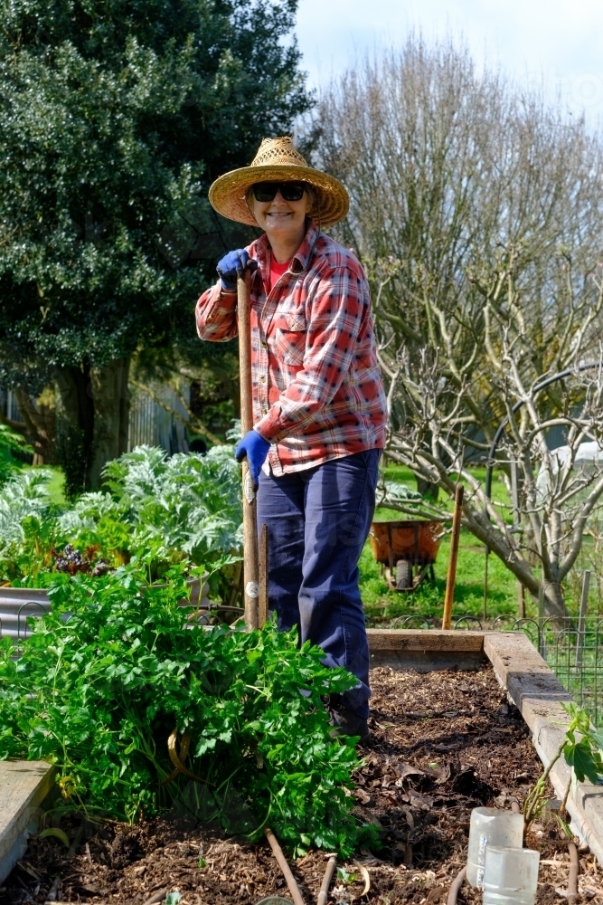 Gardener working in raised garden beds - Australian Stock Image