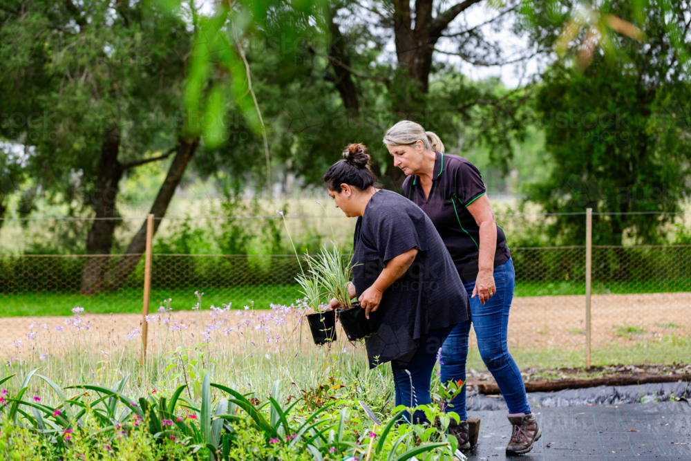 Gardner customer talking about plants with horticulturalist in nursery garden - Australian Stock Image