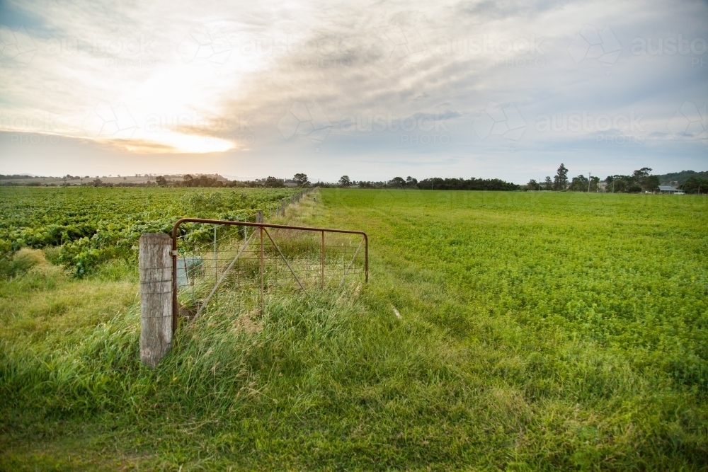 Gate and fence of bean plant crop in paddock - Australian Stock Image