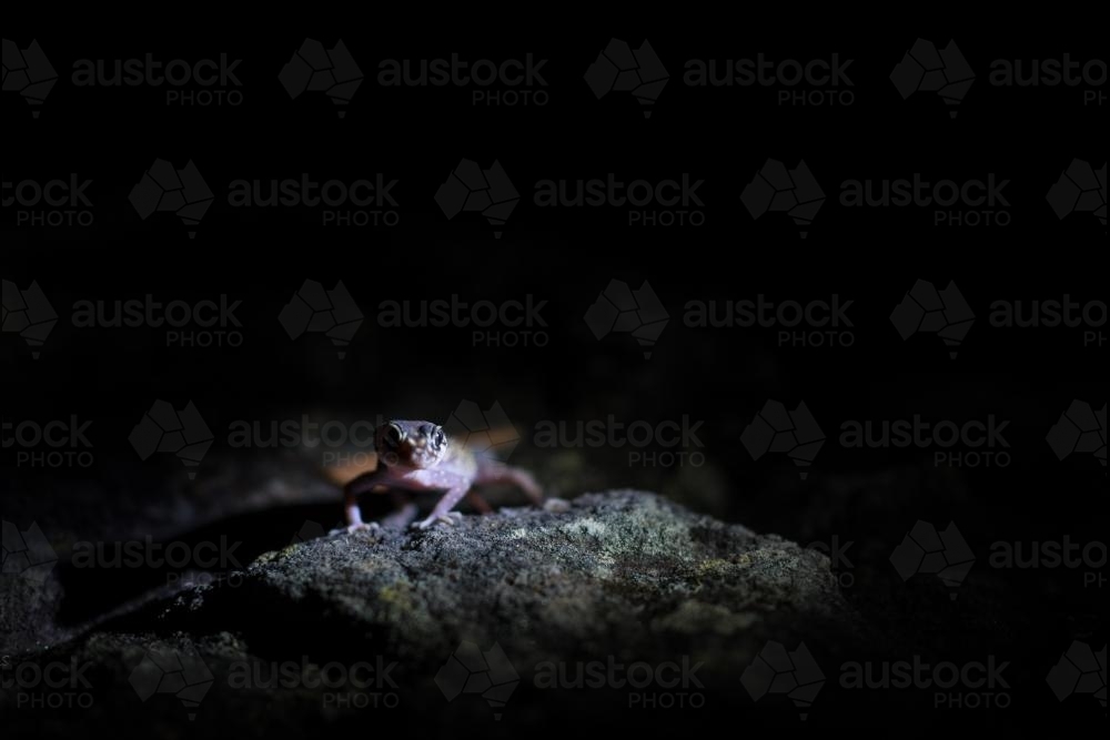 Gecko in the wild shot at night - Australian Stock Image