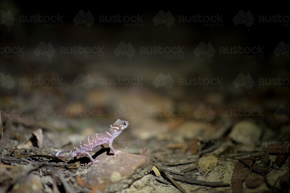 Gecko in the wild shot at night - Australian Stock Image