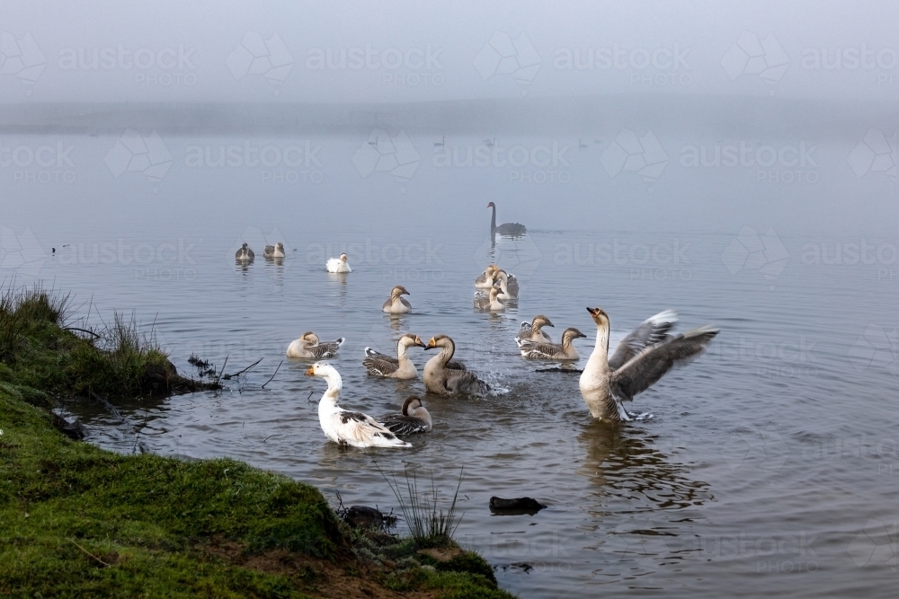 Geese and swans in dam on foggy morning - Australian Stock Image